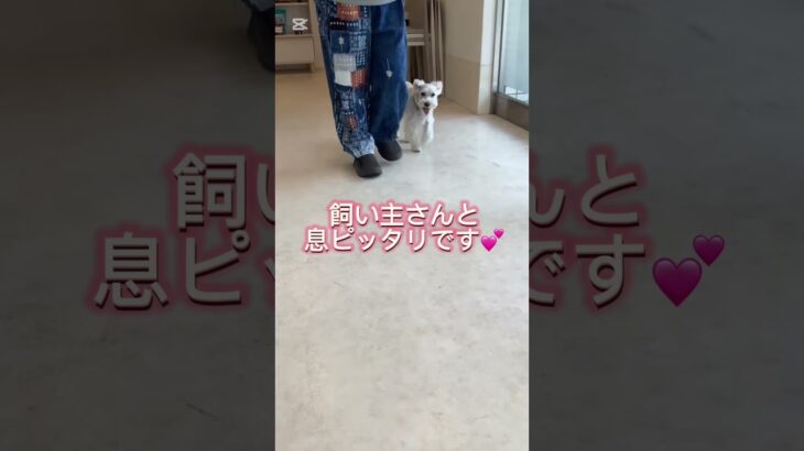 犬と楽しくお散歩するコツ｜横を歩くしつけ練習【ヒールウォーク】