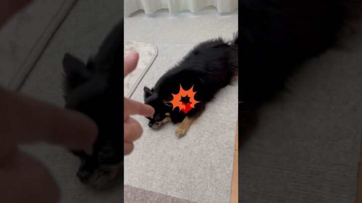 ❤バキューン　たまに外れます　　 #チワワ   #犬のしつけ