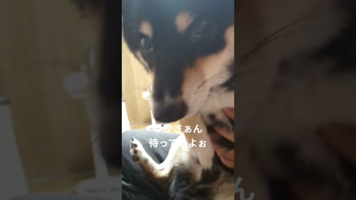 #豆柴しつけ #豆柴の日常 #豆柴 #可愛い犬動画 #可愛い