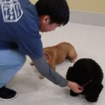 犬の幼稚園 レオくん＆かいくんとトレーニング