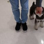 犬の幼稚園 ぺぺくんとトレーニング