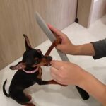 犬の幼稚園 古都ちゃんとトレーニング