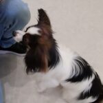 犬の幼稚園 ノエルくんとトレーニング