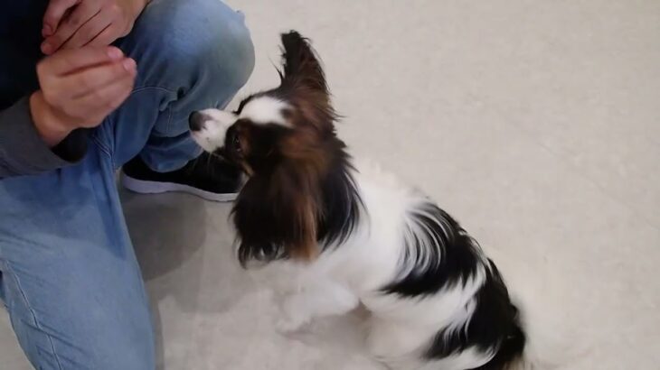 犬の幼稚園 ノエルくんとトレーニング