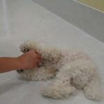 犬の幼稚園 ぽてとくんとトレーニング