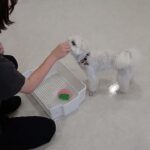 犬の幼稚園 源くんとトレーニング