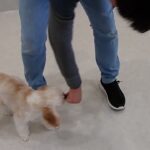 犬の幼稚園 エマちゃんとトレーニング