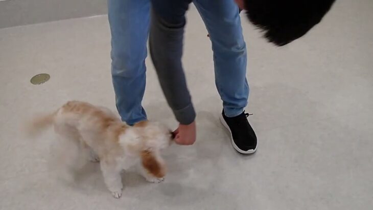 犬の幼稚園 エマちゃんとトレーニング