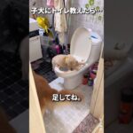 リトリーバーにトイレの使い方を教えた結果 #犬 #トイレ #しつけ #ハプニング #リトリーバー