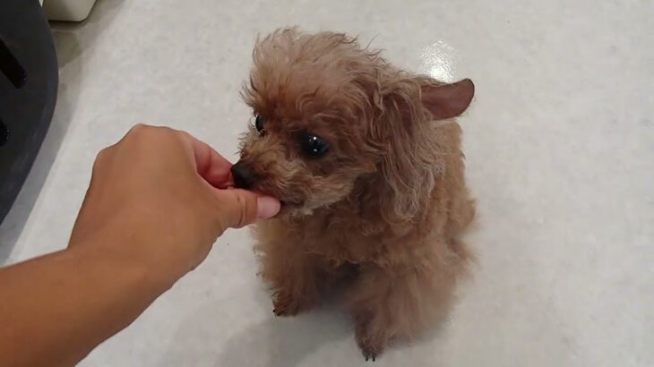犬の幼稚園 ドレミちゃんとトレーニング