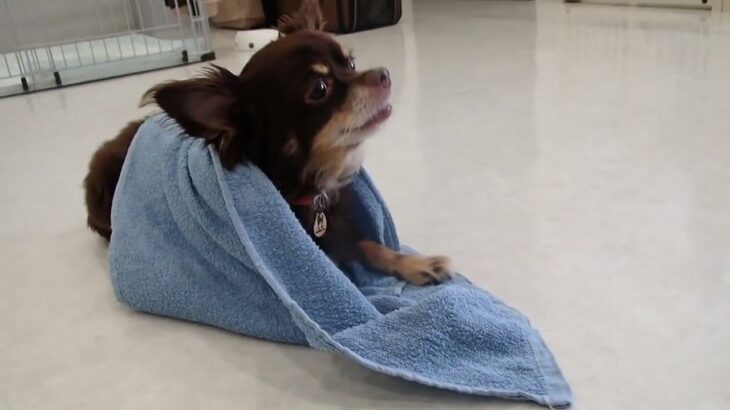 犬の幼稚園 コアくんとトレーニング