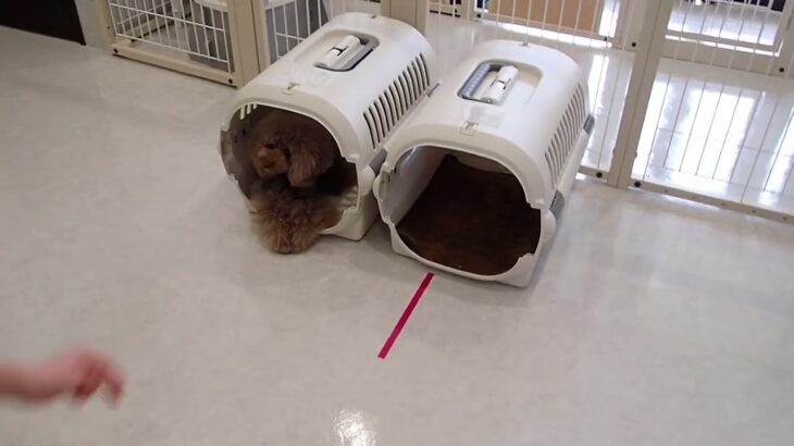 犬の幼稚園 アンジュちゃん＆花ちゃんとトレーニング