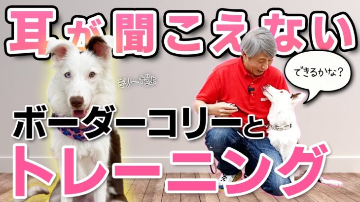 【犬のしつけ】耳が聞こえない犬をどうしつける？全ての犬に役立つトレーニング法を実践しました