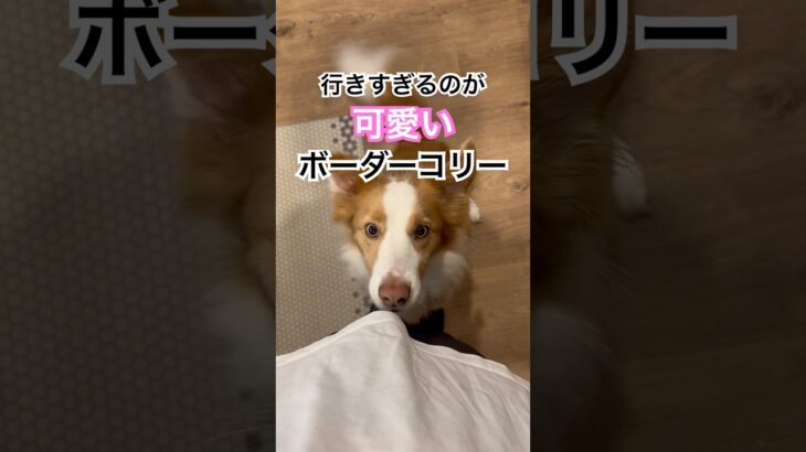 行きすぎちゃうボーダーコリーが可愛すぎる