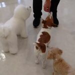 犬の幼稚園 ラムネちゃんとトレーニング