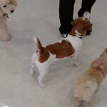 犬の幼稚園 ルークくんとトレーニング
