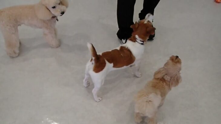 犬の幼稚園 ルークくんとトレーニング