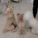 犬の幼稚園 レオくんとトレーニング