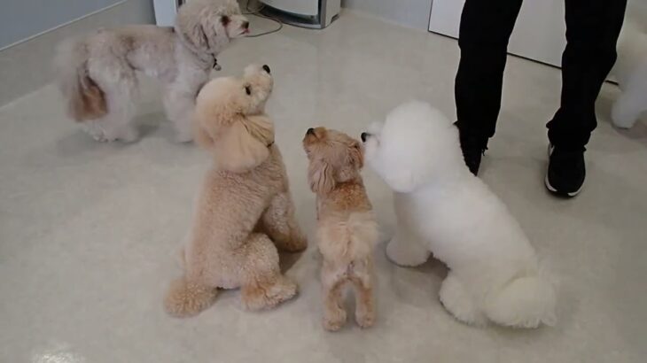 犬の幼稚園 レオくんとトレーニング