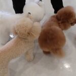 犬の幼稚園 ひなたくんとトレーニング
