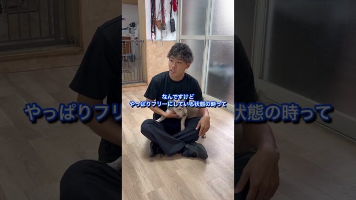 犬のしつけに困っている人はチャンネルアイコンをタップしてチャンネル登録しておいて！#ドッグトレーナー#犬のしつけ