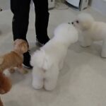 犬の幼稚園 ロージーちゃんとトレーニング