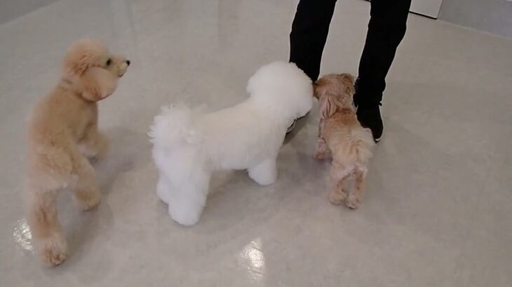 犬の幼稚園 ローヌくんとトレーニング