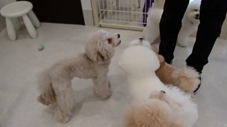犬の幼稚園 ヴィーノくんとトレーニング