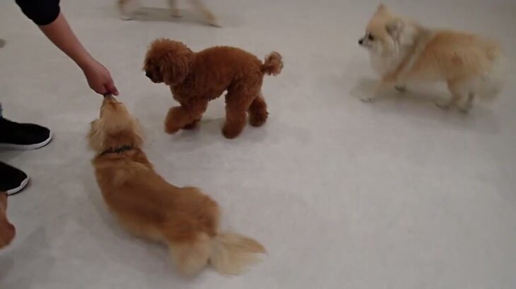 犬の幼稚園 りあんちゃんとトレーニング