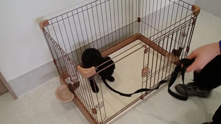 犬の幼稚園 ファランくんとトレーニング