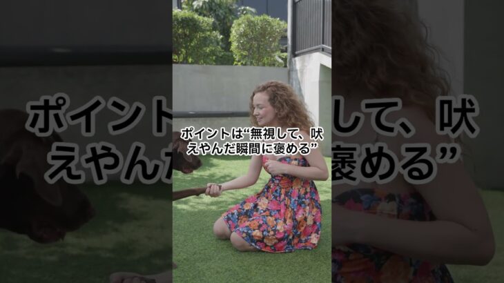 吠えた犬を怒るのは逆効果！？今日からできる正しいしつけ法！【保存推奨】