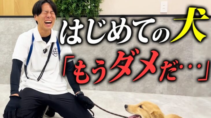 【これはマズい】犬の興奮、ひっぱり、ひろい食いをプロドッグトレーナーがしつけ改善