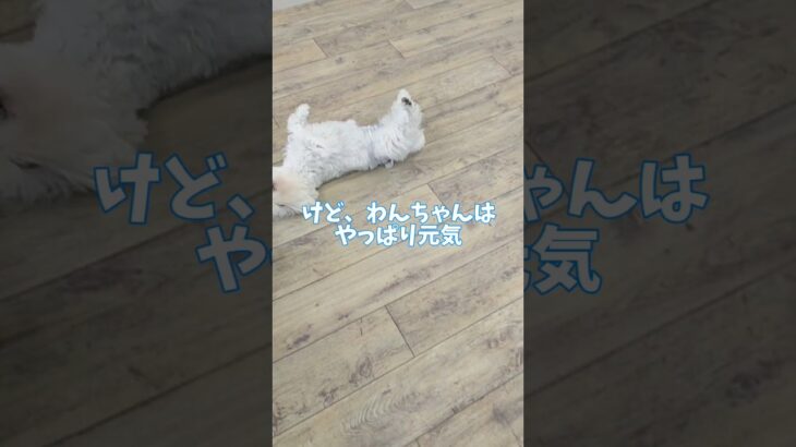 楽しく遊ぼう😍🏫#しつけ方 #トイプードル #こいぬ #可愛い #子犬 #犬のいる生活