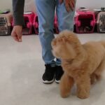犬の幼稚園 むぎくんとトレーニング