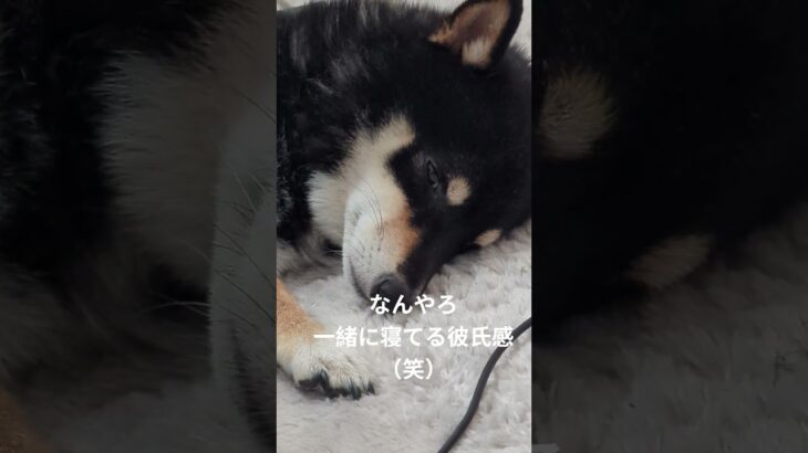 ＃彼氏か！#可愛い犬動画 #柴犬 #豆柴しつけ #元気になる動画 #豆柴の日常