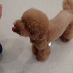 犬の幼稚園 たろうくんとトレーニング