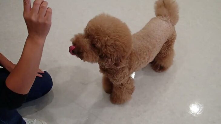 犬の幼稚園 たろうくんとトレーニング