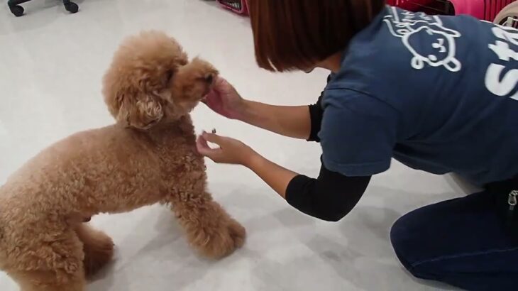 犬の幼稚園 たろうくんとトレーニング