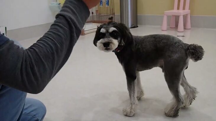 犬の幼稚園 アオくんとトレーニング