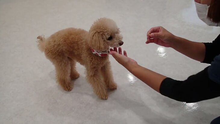 犬の幼稚園 ぴっぴちゃんとトレーニング