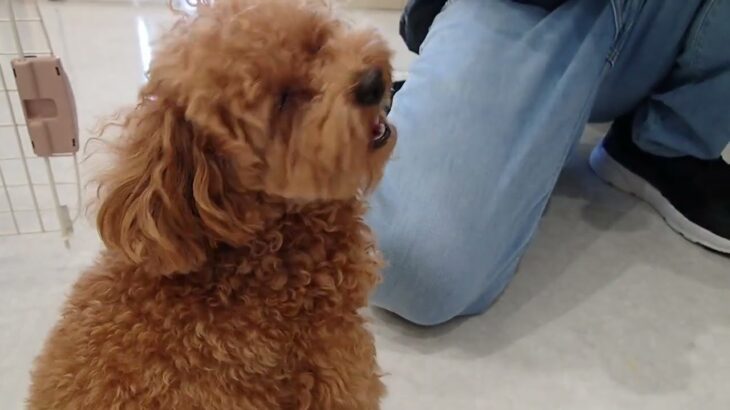 犬の幼稚園 風子ちゃんとトレーニング