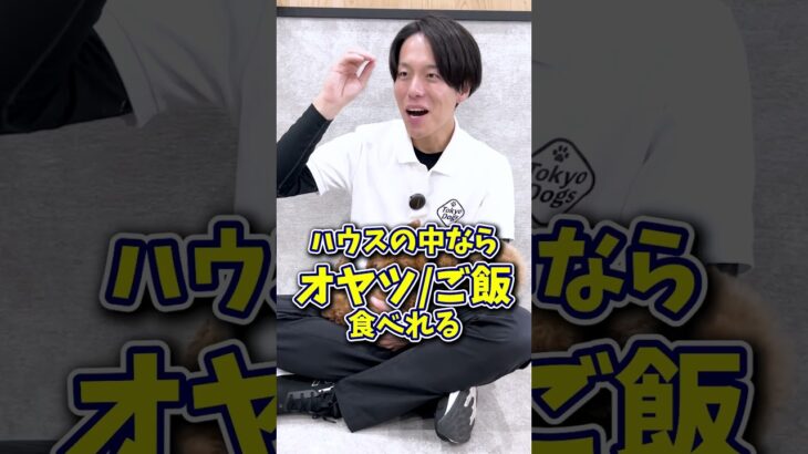 【犬しつけ】ハウスを教えたい！