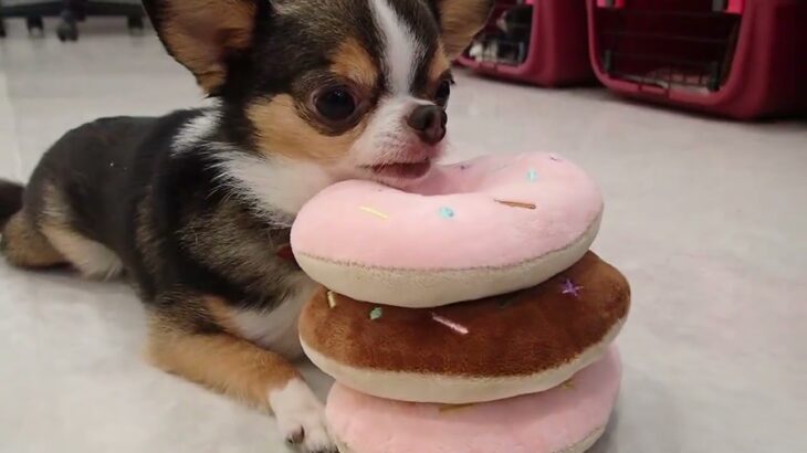 犬の幼稚園 のあくんとトレーニング