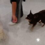 犬の幼稚園 コアくんとトレーニング