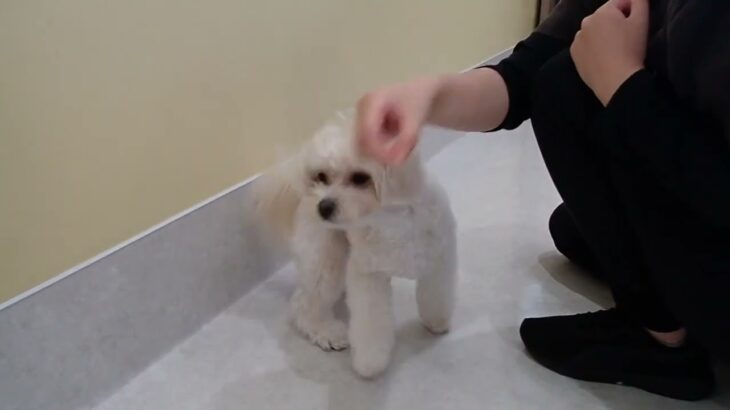 犬の幼稚園 空ちゃんとトレーニング