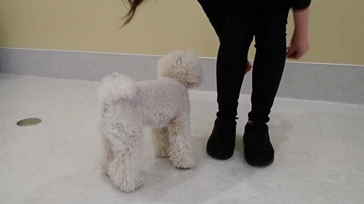 犬の幼稚園 ぽてとくんとトレーニング
