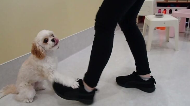 犬の幼稚園 エマちゃんとトレーニング