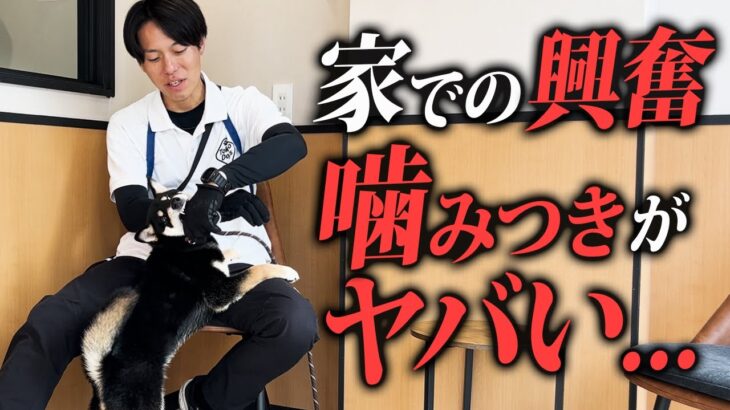 【犬の問題行動】困った家での興奮癖、噛み癖のしつけ対処法をプロドッグトレーナーが解説します