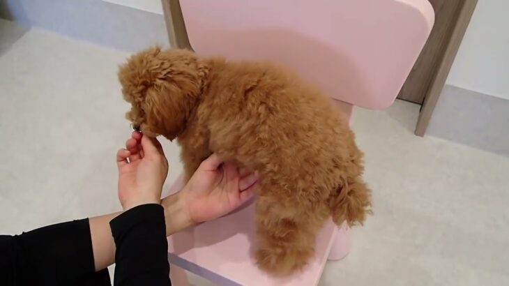 犬の幼稚園 くんくんちゃんとトレーニング
