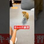 【豆柴】キャッチ練習！できることがどんどん増えてる！#豆柴 #しつけ #頑張る犬